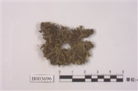 藏品(地錢屬)的圖片